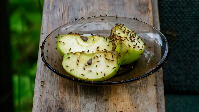 Moucherons de cuisine sur des quartiers de pomme dans un bol en verre