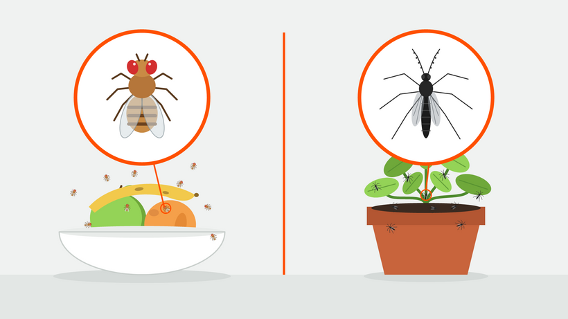 Illustration d'un moucheron de cuisine aux yeux rouges près d'une corbeille à fruits et d'un moucheron des terreaux noir près d'une plante d'intérieur