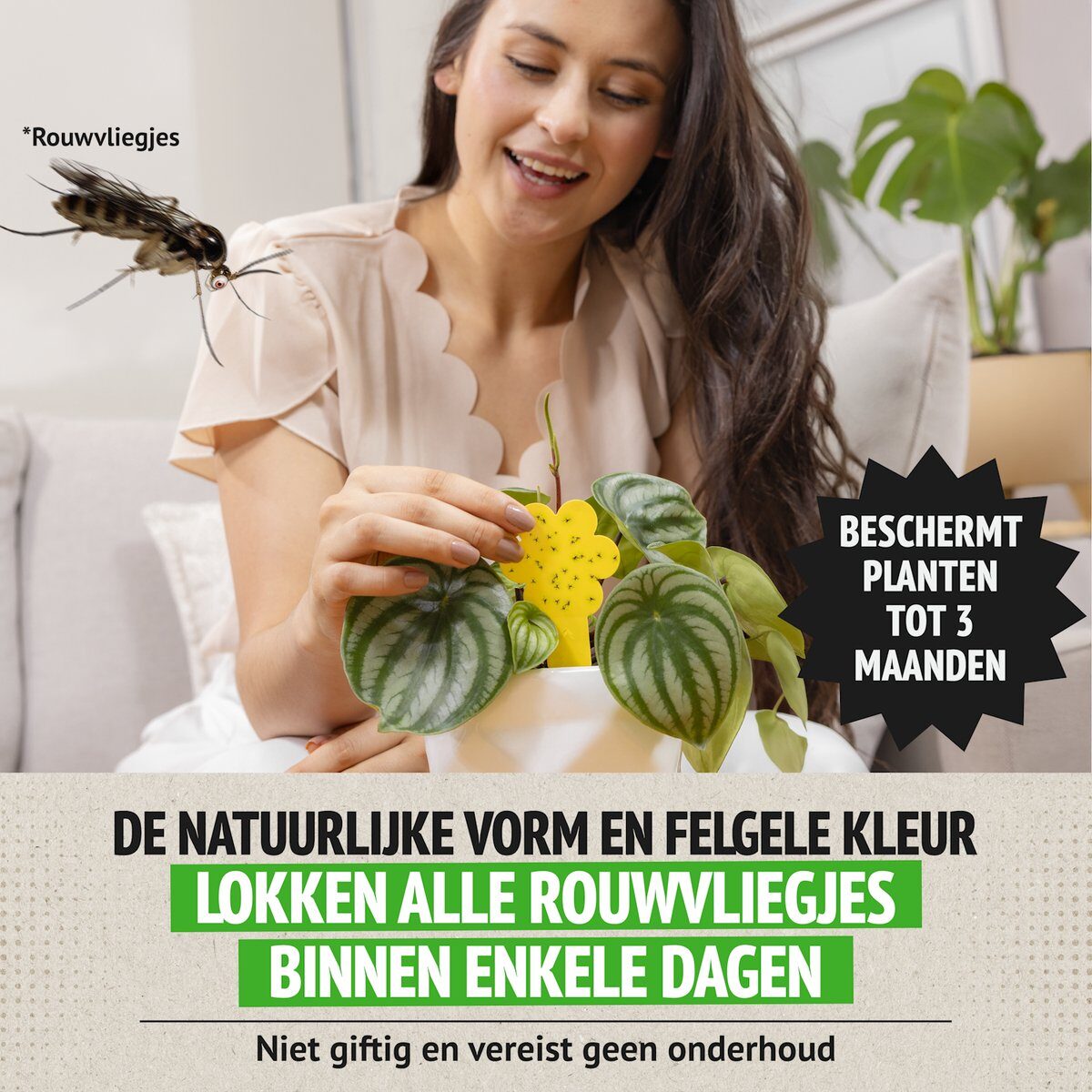 Frau steckt eine Gelbtafel in die Erde ihrer Zimmerpflanze