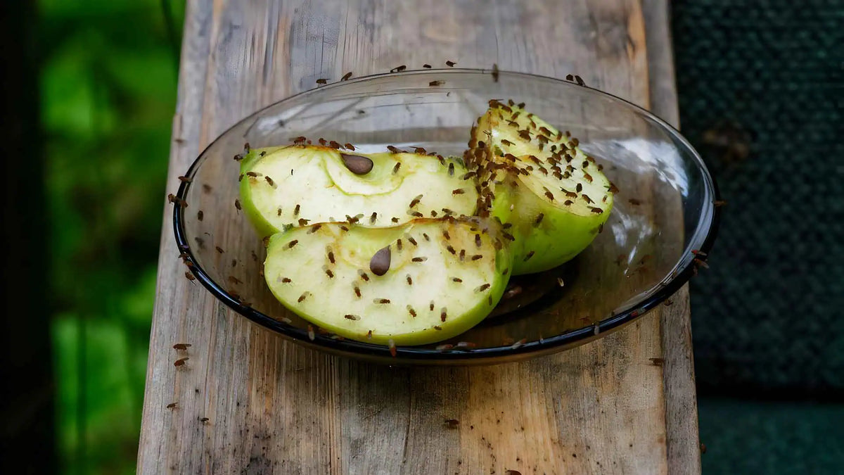 Wat trekt fruitvliegjes het meest aan?