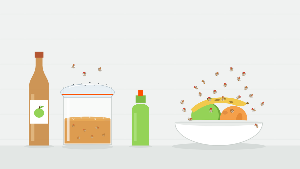 Illustration d'un piège à moucherons maison : un verre de vinaigre de cidre sous film percé, à côté d'une corbeille de fruits pleine de moucherons
