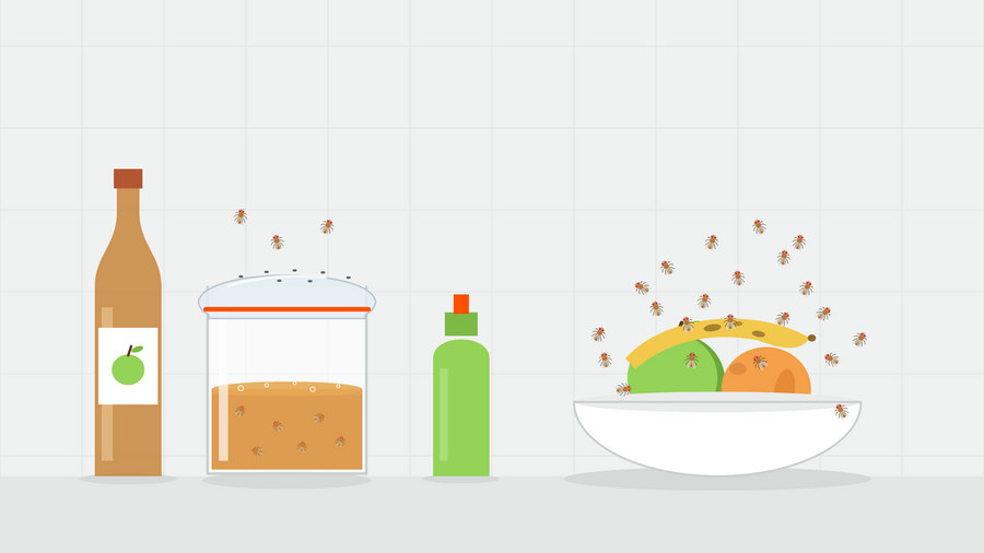 Illustration einer selbst gemachten Fruchtfliegenfalle: ein Glas Apfelessig unter Folie mit Löchern neben einer Obstschale voller Fruchtfliegen