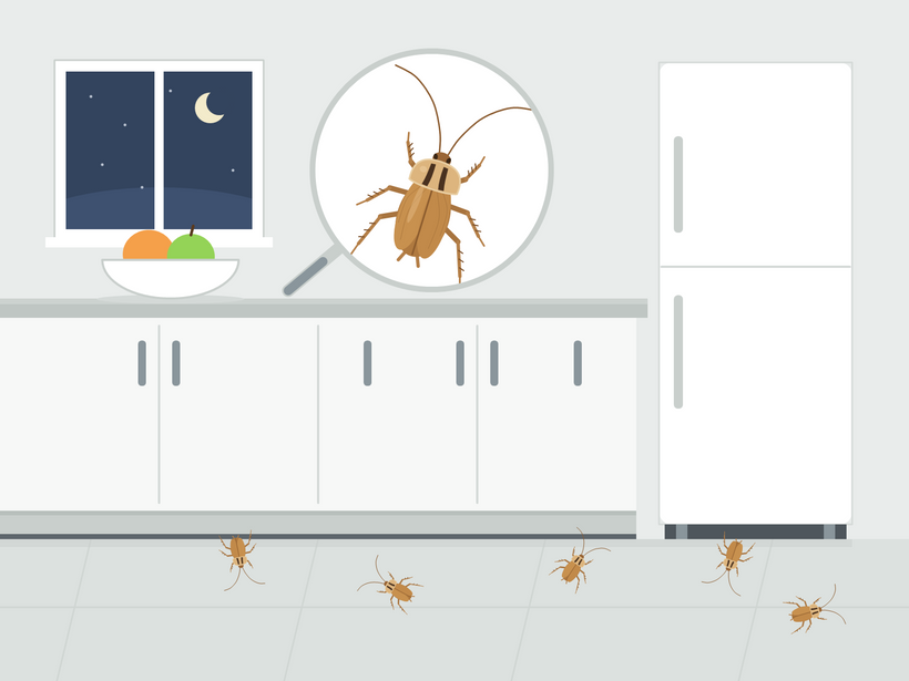 Cucaracha alemana de cerca, con dos rayas negras detrás de la cabeza