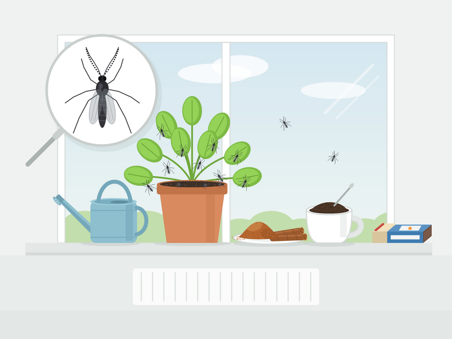 Illustration einer Zimmerpflanze mit Hausmitteln daneben: Zimt, Kaffeesatz, Streichhölzer und Sand, und eine Trauermücke unter einer Lupe