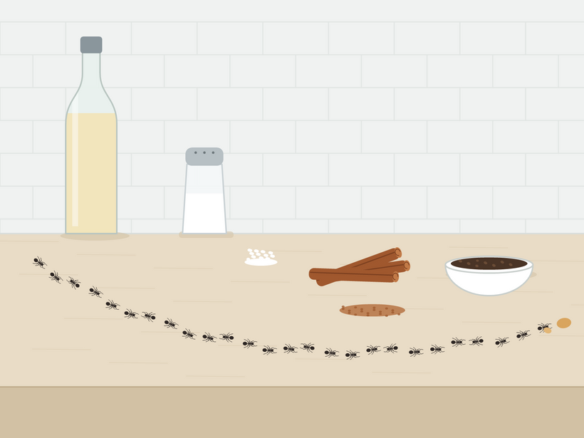 Vinagre, sal, canela y posos de café en una encimera junto a un camino de hormigas