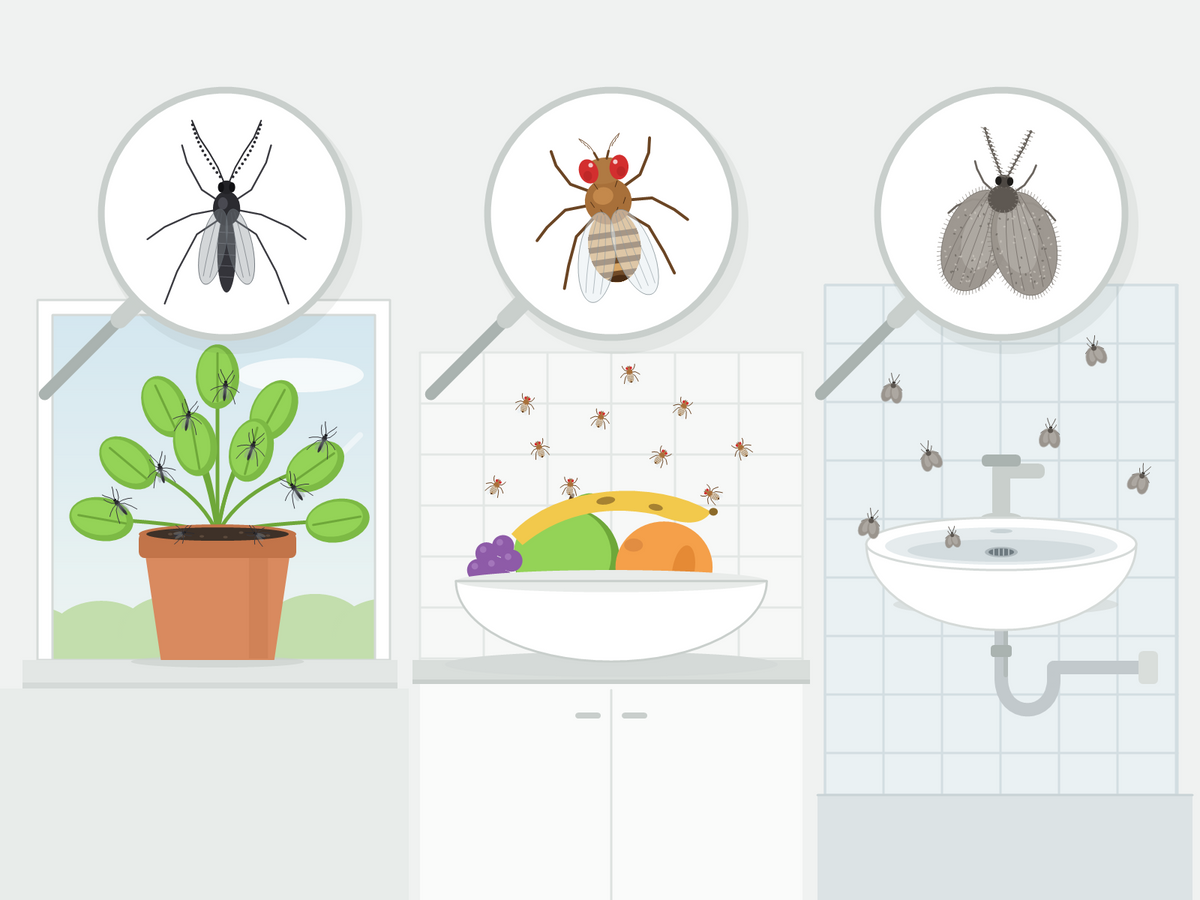 Trois petites mouches de la maison sous la loupe : un sciaride près de la plante d'intérieur, une drosophile près de la corbeille à fruits et un psychode près de l'évacuation