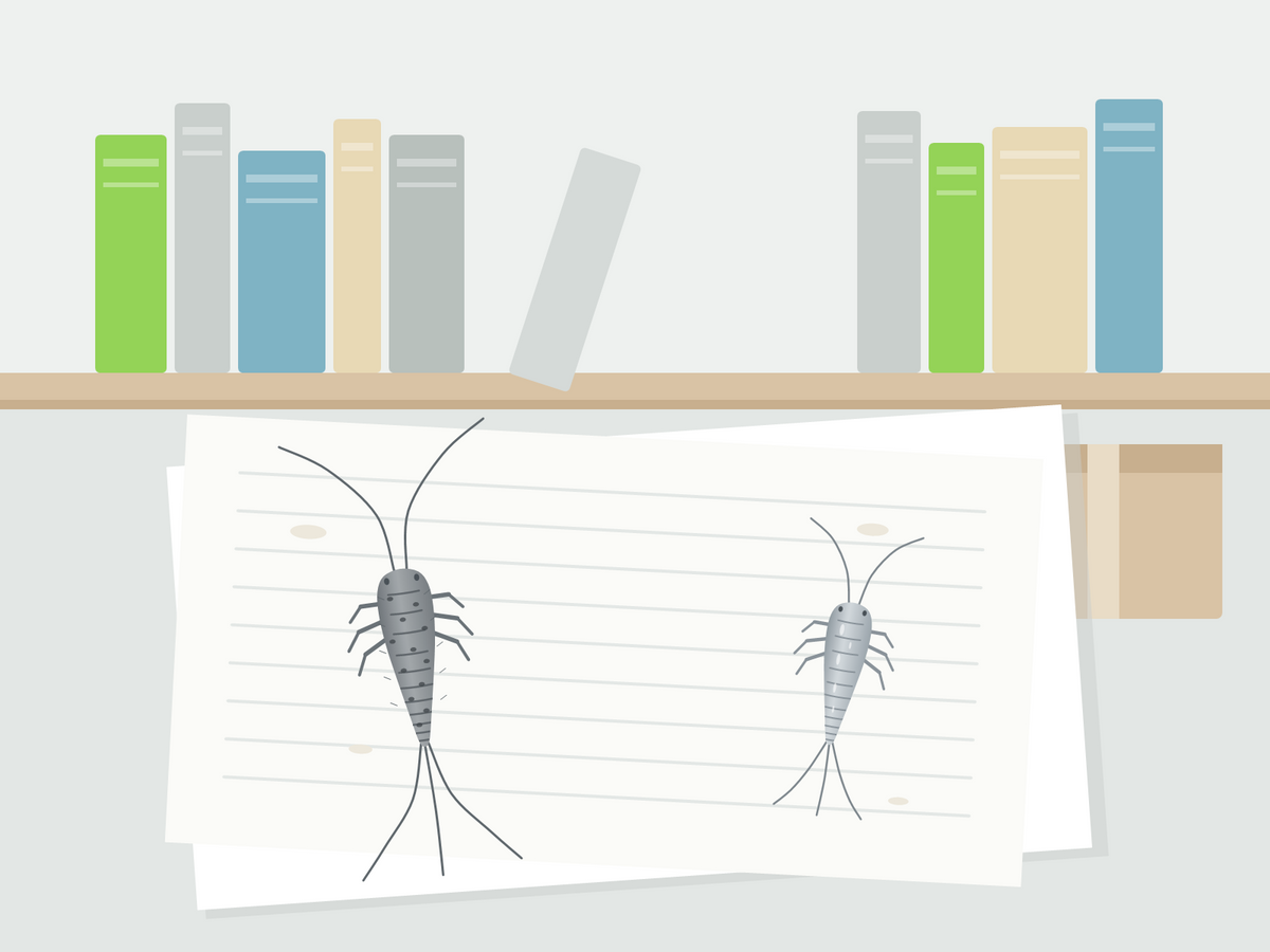 Grey silverfish with a speckled back and long tail bristles next to a shiny silverfish