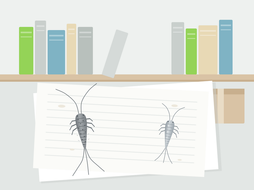 Grey silverfish with a speckled back and long tail bristles next to a shiny silverfish