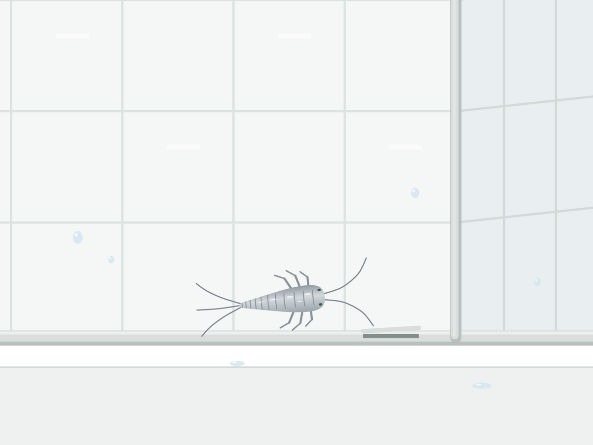 Silverfish on a bathroom tile next to the sealant