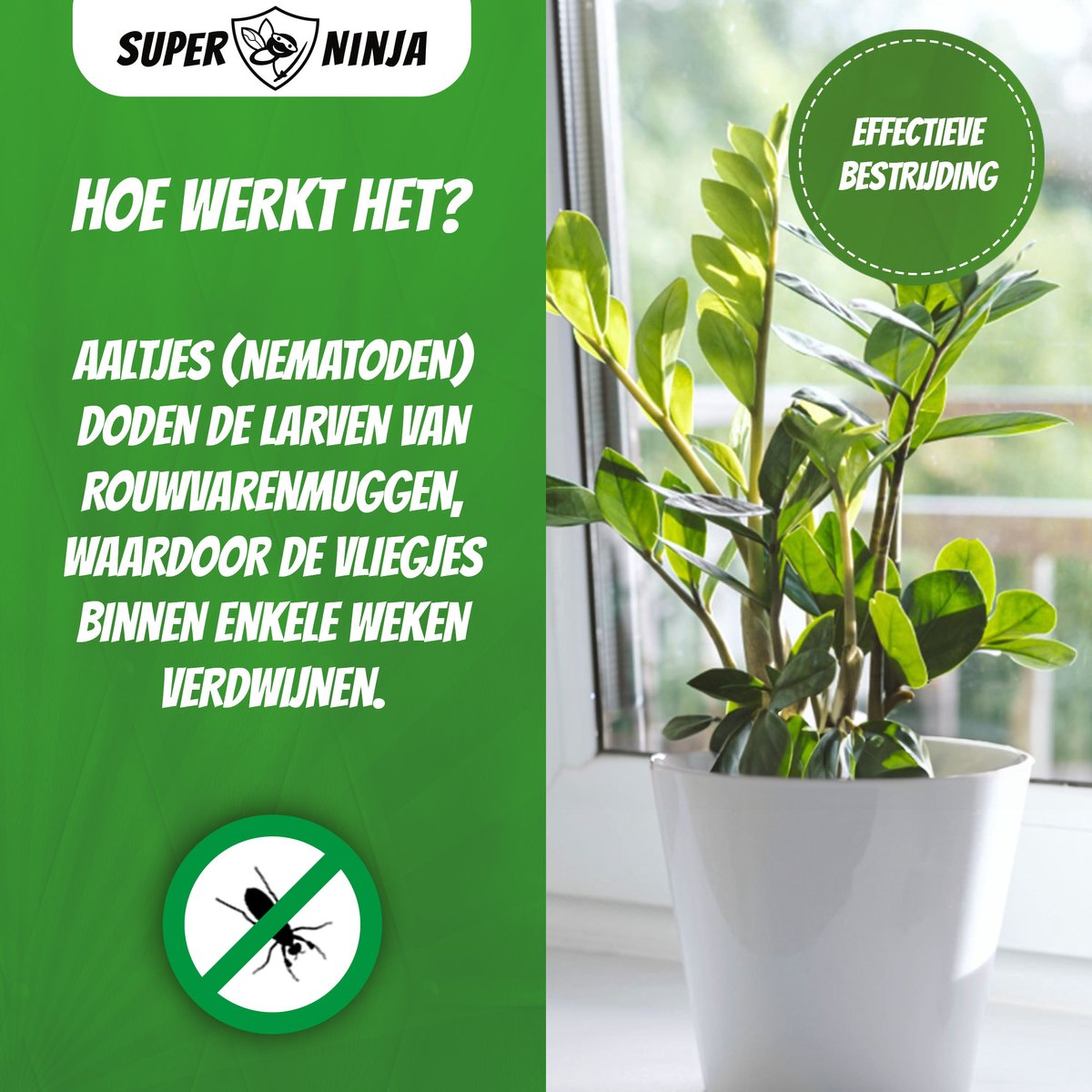 Super Ninja Aaltjes tegen Rouwvliegjes