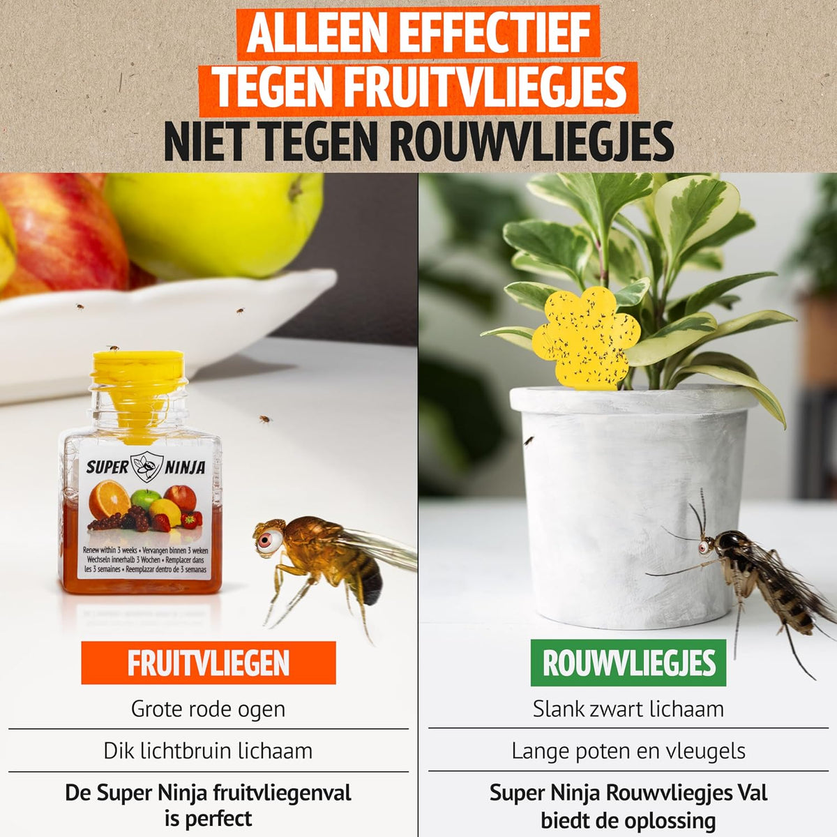 Différence entre moucheron de cuisine et moucheron des plantes : ce piège vise les moucherons de cuisine