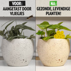 Zimmerpflanze vor und nach dem Einsetzen einer Gelbtafel