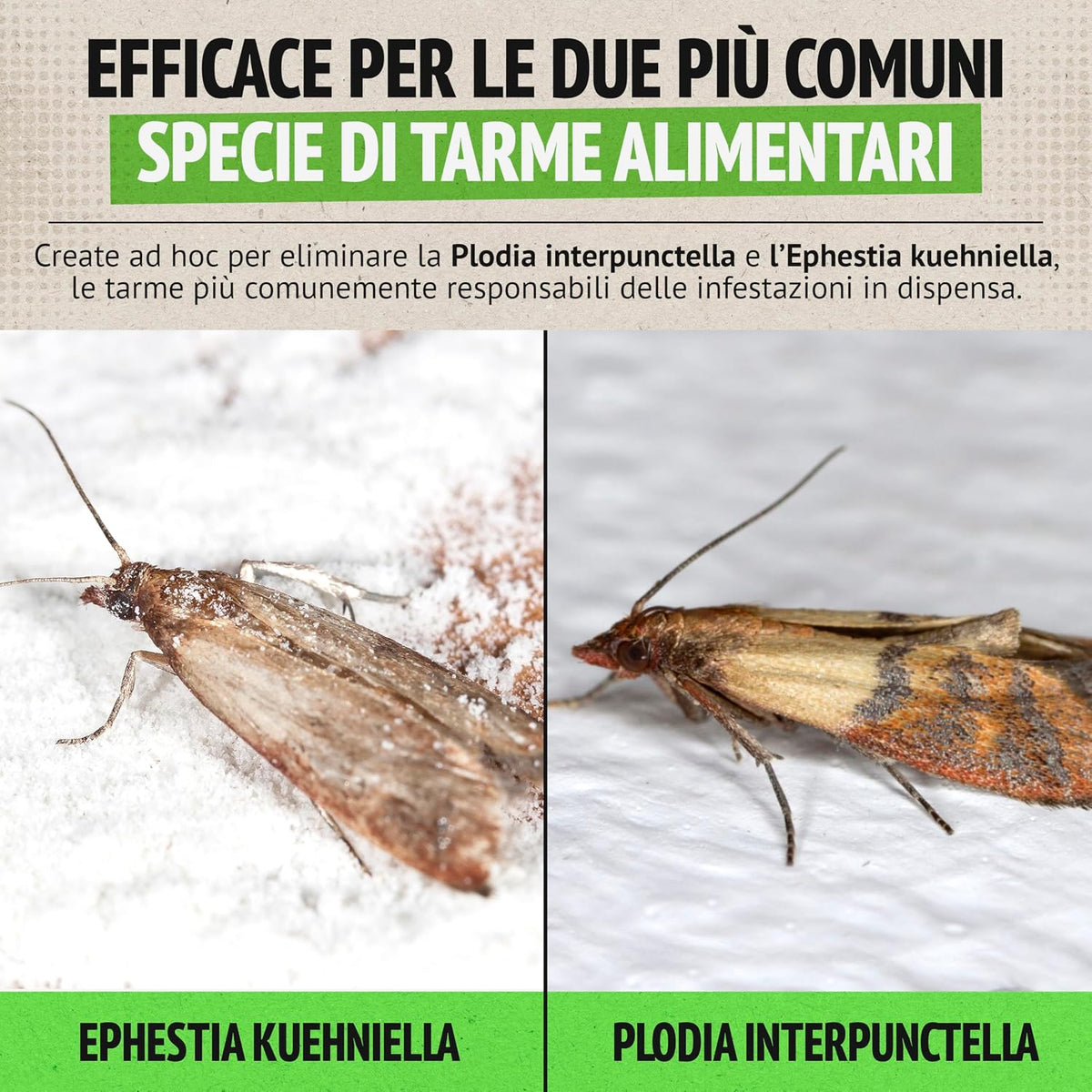 Super Ninja Trappola per Tarme Alimentari