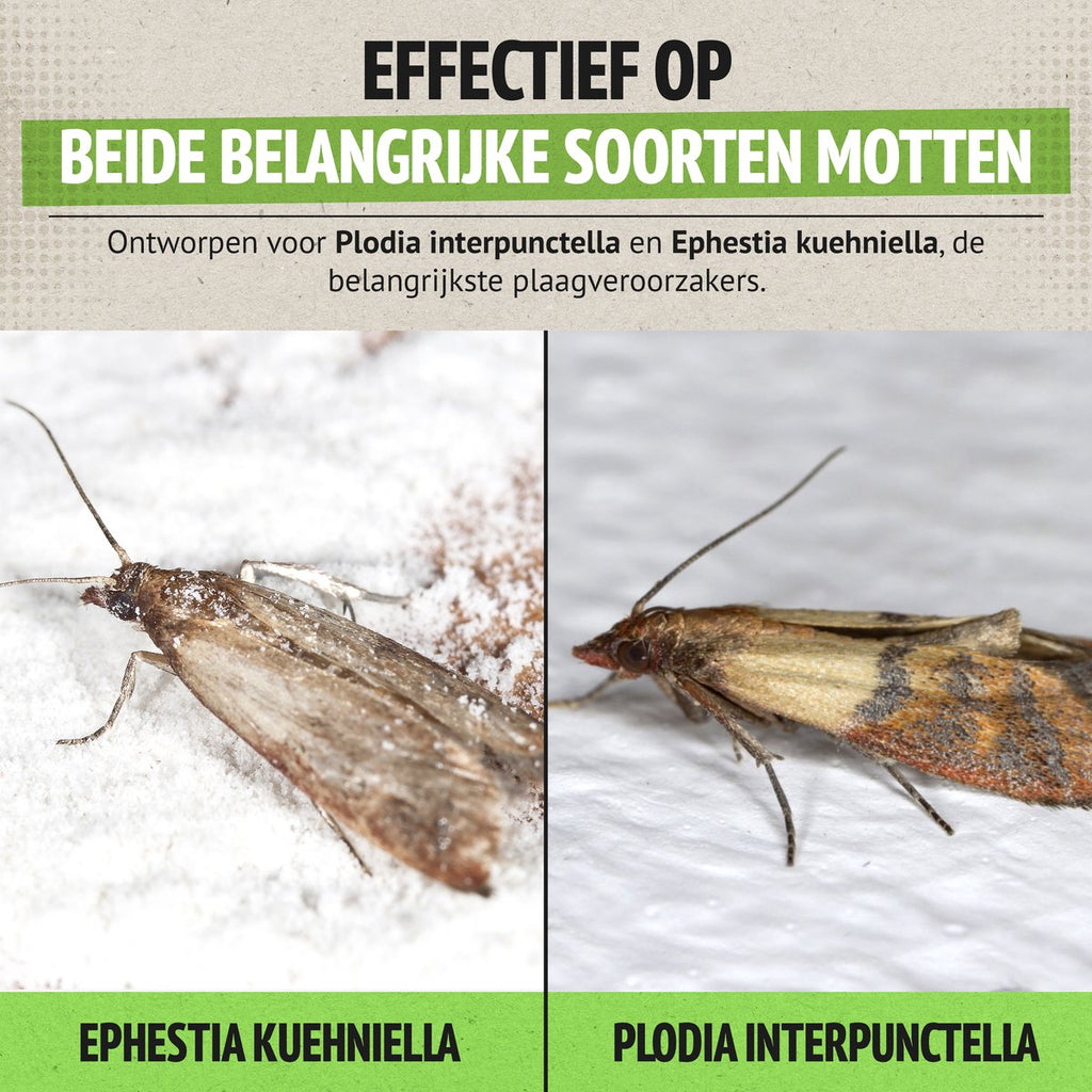 Super Ninja Lebensmittelmotten Falle