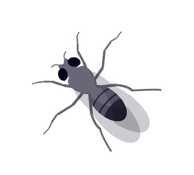 Image of bug 1