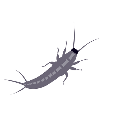 Image of bug 3