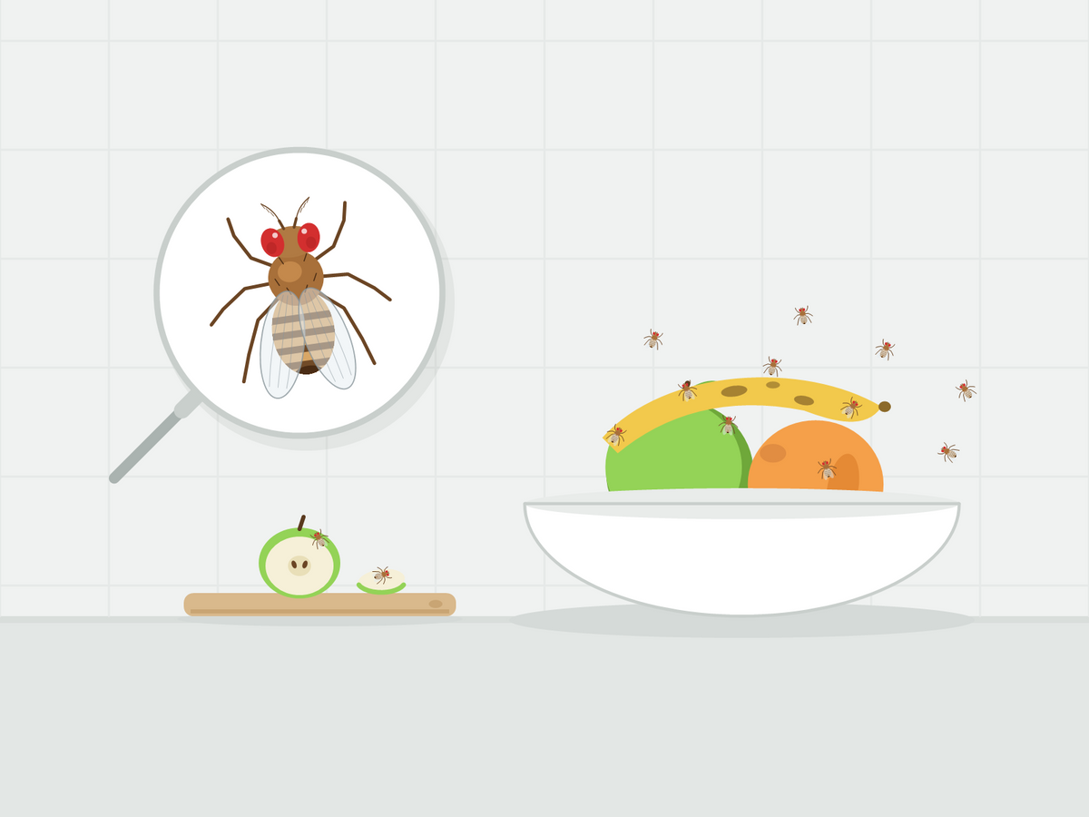 Fruchtfliegen über einer Obstschale mit Banane, Apfel und Orange, eine Fruchtfliege vergrößert