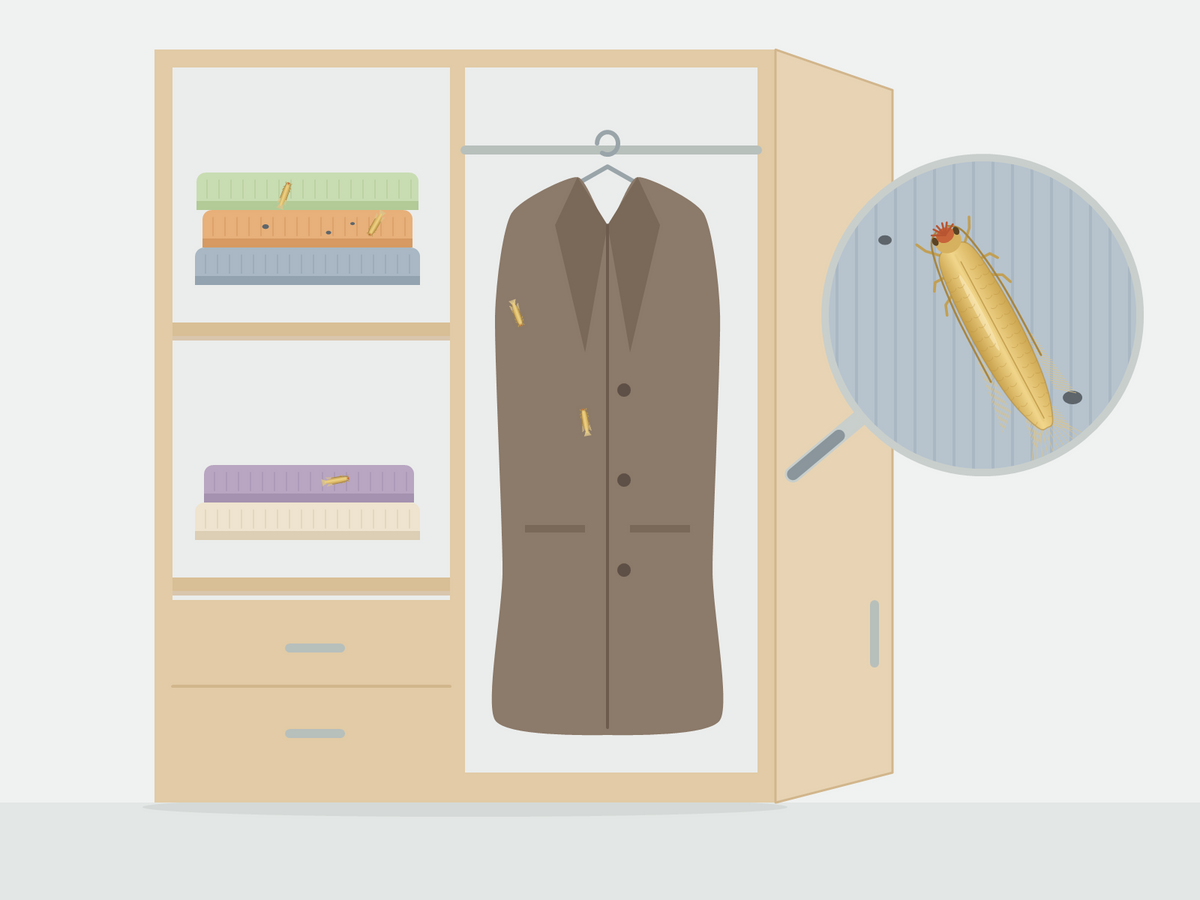 Kleidermotten auf Wollpullovern und einem Mantel in einem offenen Kleiderschrank, eine Kleidermotte vergrößert