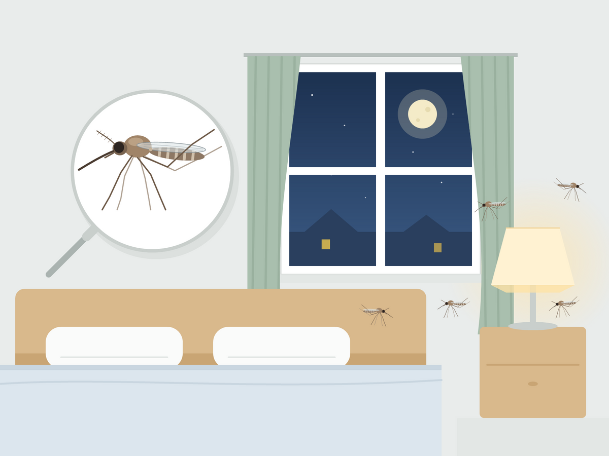Stechmücken in einem Schlafzimmer bei einer Lampe und einem Fenster am Abend, eine Stechmücke vergrößert