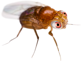 Fruchtfliegen