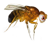 FRUCHTFLIEGEN