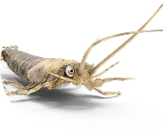 SILBERFISCHE